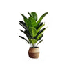 Artificial green Plant Traveler banana-More size